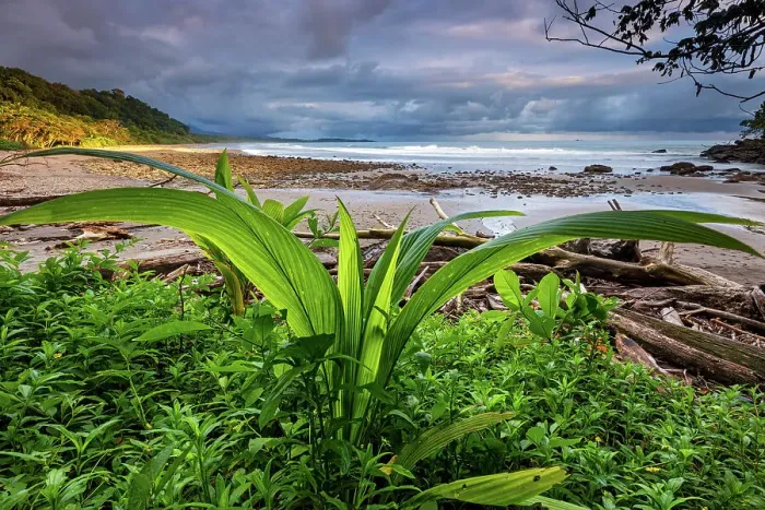 Framed Print : Costa Rica, Pacific coast, Hermosa beach, near Uvita town Framed Print : Costa Rica, Pacific coast, Hermosa beach, near Uvita town