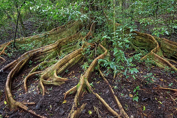 Costa Rica, Rincon de la Vieja national park, rainforest, Ficus benjamina tree