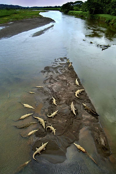 Costa Rica, Saltwater Crocodiles, Rio Tarcoles, Carara Wildlife Refuge