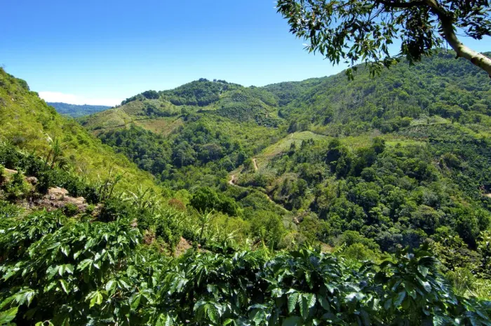 Framed Print : Costa Rica, San Marcos de Tarrazu, Area Known For Its High Quality Coffee Framed Print : Costa Rica, San Marcos de Tarrazu, Area Known For Its High Quality Coffee