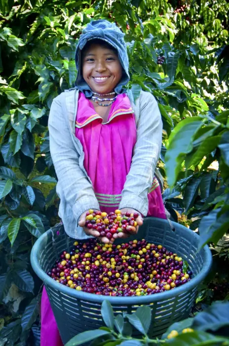 Framed Print : Costa Rica, San Marcos de Tarrazu, Coffee Picker, Indigenous Panamanian, Dressed In Framed Print : Costa Rica, San Marcos de Tarrazu, Coffee Picker, Indigenous Panamanian, Dressed In