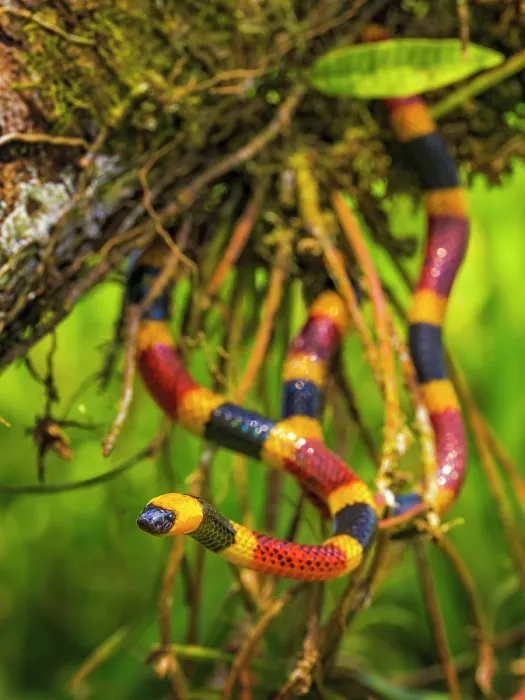 Framed Print : Costa Rican Coral Snake (Micrurus mosquitensis), Boca Tapada, Alajuela Province, Costa Rica Framed Print : Costa Rican Coral Snake (Micrurus mosquitensis), Boca Tapada, Alajuela Province, Costa Rica