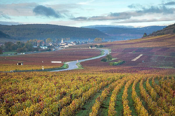 Cote de Beaune vineyards, Cote-d'Or, Burgundy, Bourgogne-Franche-Comte, France