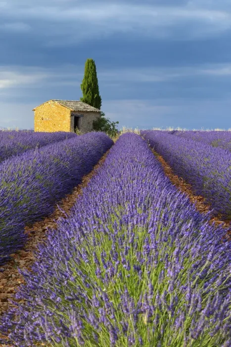 Framed Print : Cottage in Lavender field (Lavandula), Valensole, Plateau de Valensole, Alpes-de-Haute-Provence, Provence-Alpes-Cote d Azur, Provence, France Framed Print : Cottage in Lavender field (Lavandula), Valensole, Plateau de Valensole, Alpes-de-Haute-Provence, Provence-Alpes-Cote d Azur, Provence, France
