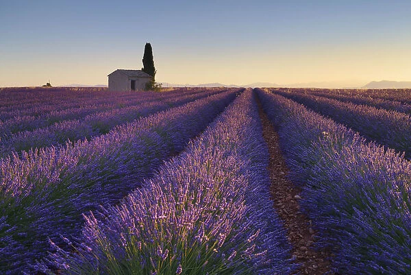 Cottage in Lavender field (Lavendula augustifolia) at sunrise, Valensole, Plateau de Valensole, Alpes-de-Haute-Provence, Provence-Alpes-Cote d Azur, Provence, France
