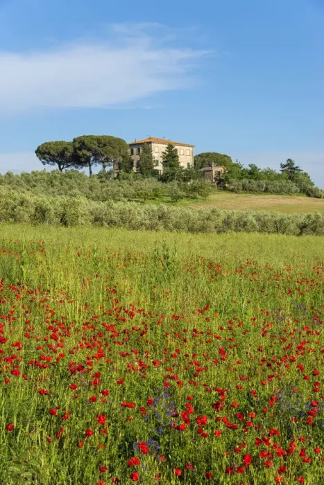 Framed Print : Cottage with red poppy field near Grilli, Grosseto, Maremma, Tuscany, Italy Framed Print : Cottage with red poppy field near Grilli, Grosseto, Maremma, Tuscany, Italy