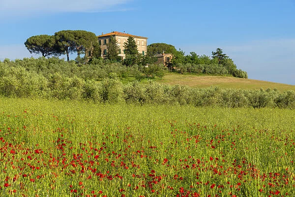 Cottage with red poppy field near Grilli, Grosseto, Maremma, Tuscany, Italy