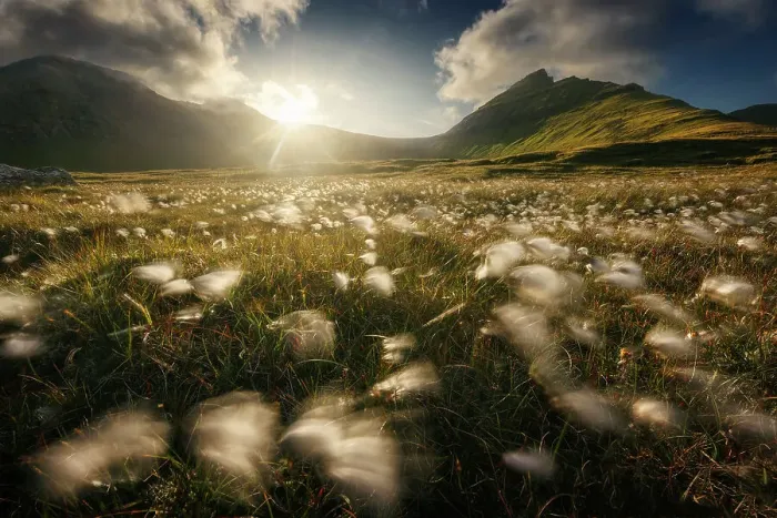 Framed Print : Cotton flowers (Eriophorum) & the mountains in the island of Eysturoy, Faroe Islands Framed Print : Cotton flowers (Eriophorum) & the mountains in the island of Eysturoy, Faroe Islands