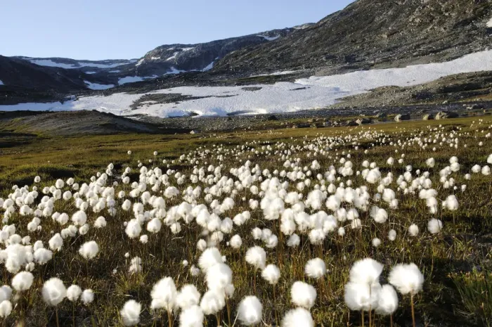 Framed Print : Cotton gras, Hundefjord, Greenland Framed Print : Cotton gras, Hundefjord, Greenland