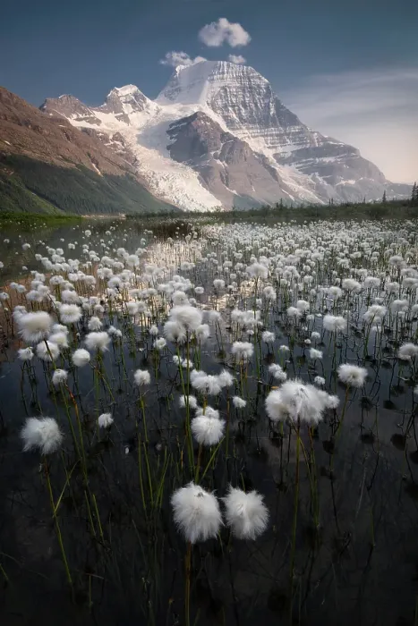 Framed Print : Cotton Grass, Berg Lake, Mount Robson Provincial Park, British Columbia, Canada Framed Print : Cotton Grass, Berg Lake, Mount Robson Provincial Park, British Columbia, Canada
