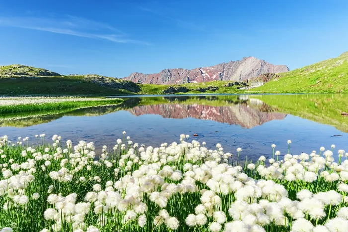 Framed Print : Cotton grass in bloom, Lago Bianco, Gavia Pass, Valfurva, Valtellina, Sondrio province, Lombardy, Italy Framed Print : Cotton grass in bloom, Lago Bianco, Gavia Pass, Valfurva, Valtellina, Sondrio province, Lombardy, Italy