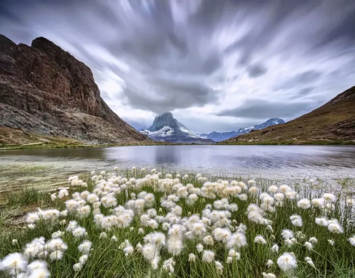 Framed Print : Cotton grass on lake Riffelsee while a thunderstorm hits the Matterhorn Zermatt Canton Framed Print : Cotton grass on lake Riffelsee while a thunderstorm hits the Matterhorn Zermatt Canton