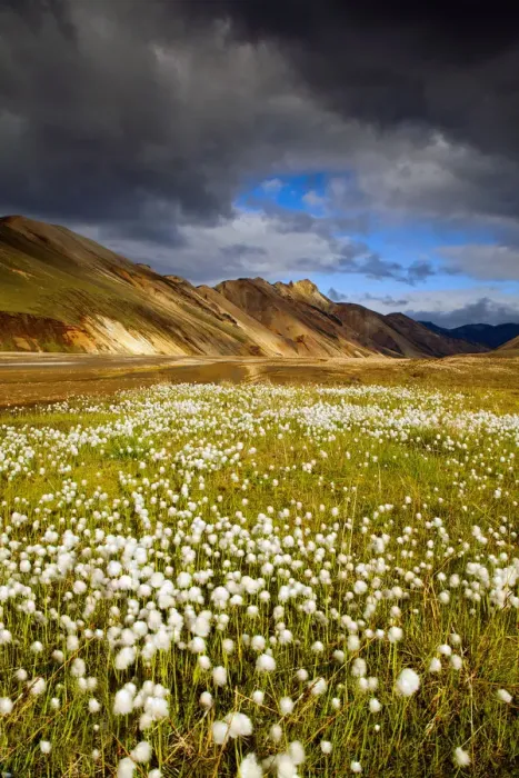 Framed Print : Cotton Grass, Landmannalaugar, Iceland Framed Print : Cotton Grass, Landmannalaugar, Iceland