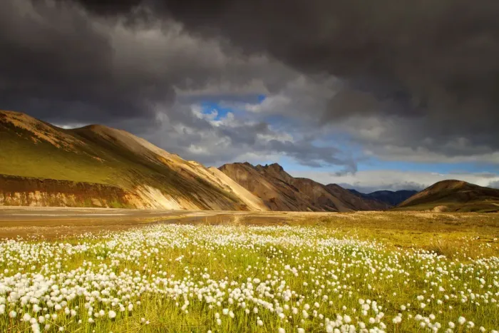 Framed Print : Cotton Grass, Landmannalaugar, Iceland Framed Print : Cotton Grass, Landmannalaugar, Iceland