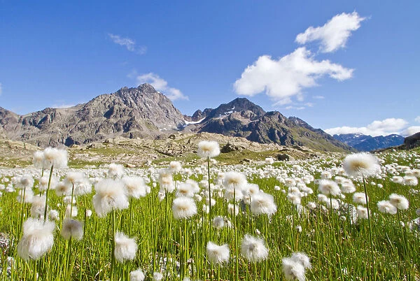 Cotton grass summer blooming in Valgrosina. Lombardy, Italy