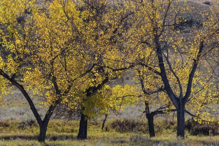Framed Print : Cottonwood trees in autumn Framed Print : Cottonwood trees in autumn