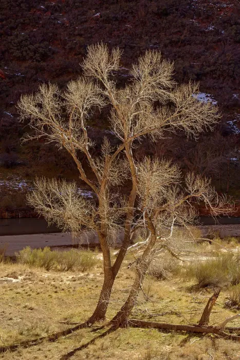 Framed Print : Cottonwood in Zion Canyon, Zion National Park, Utah, USA Framed Print : Cottonwood in Zion Canyon, Zion National Park, Utah, USA