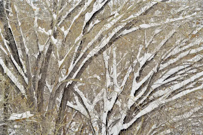 Framed Print : Cottonwoods with fresh snow, Grand Staircase Escalante National Monument, Utah, USA Framed Print : Cottonwoods with fresh snow, Grand Staircase Escalante National Monument, Utah, USA