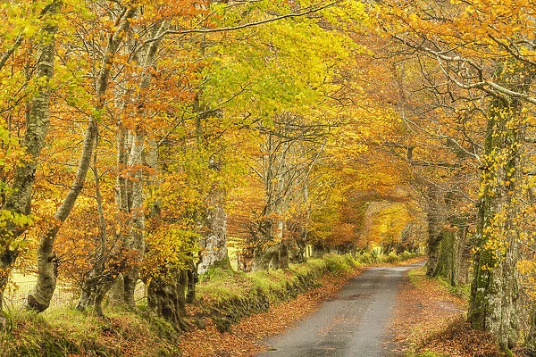 Country Lane in Autumn, Glen Lyon, Perth & Kinross, Scotland