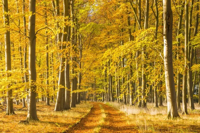 Framed Print : Country Lane in Autumn, Thetford Forest, Norfolk, England Framed Print : Country Lane in Autumn, Thetford Forest, Norfolk, England