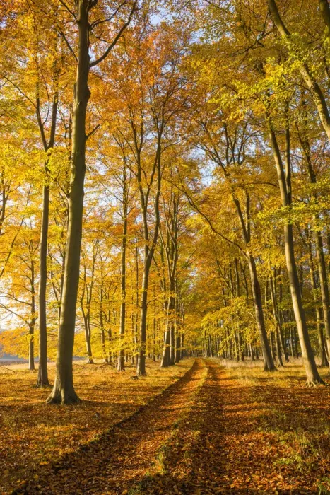 Framed Print : Country Lane in Autumn, Thetford Forest, Norfolk, England