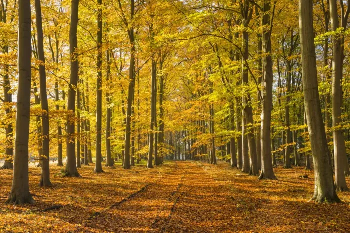 Framed Print : Country Lane in Autumn, Thetford Forest, Norfolk, England Framed Print : Country Lane in Autumn, Thetford Forest, Norfolk, England