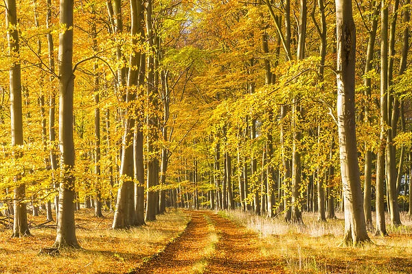 Country Lane in Autumn, Thetford Forest, Norfolk, England