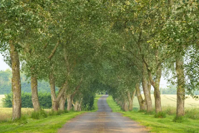 Framed Print : Country lane through avenue of trees, Devon, England. Summer (June) 2020 Framed Print : Country lane through avenue of trees, Devon, England. Summer (June) 2020
