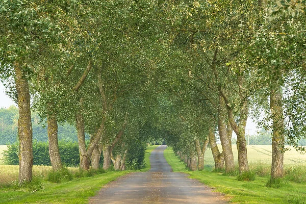 Country lane through avenue of trees, Devon, England. Summer (June) 2020