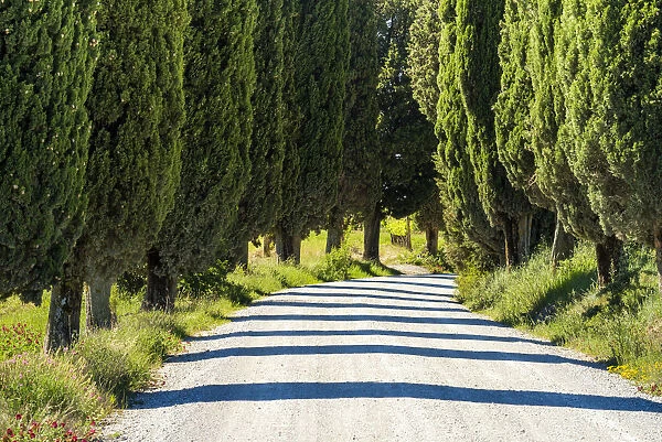 Country Lane Through Cypress Trees, Tuscany, Italy