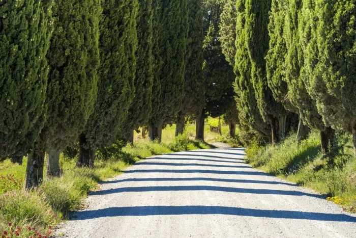 Framed Print : Country Lane Through Cypress Trees, Tuscany, Italy Framed Print : Country Lane Through Cypress Trees, Tuscany, Italy