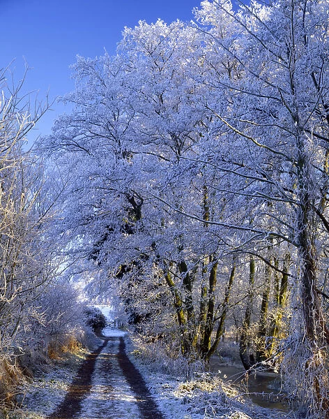 Country Lane in Hoar Frost, Surlingham, Norfolk, England