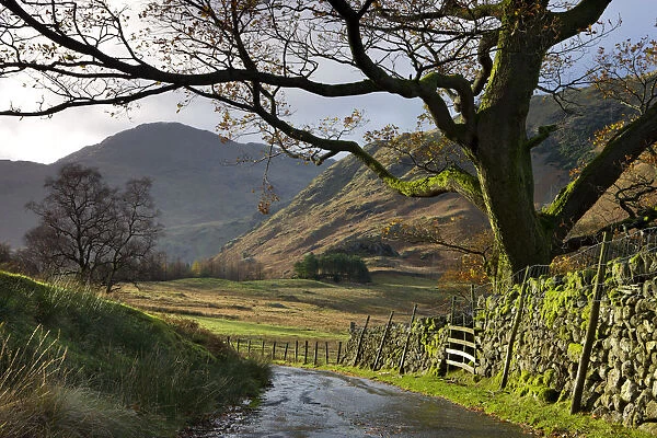 Country lane leading towards Blea Tarn in the Langdale Valley, Lake District National