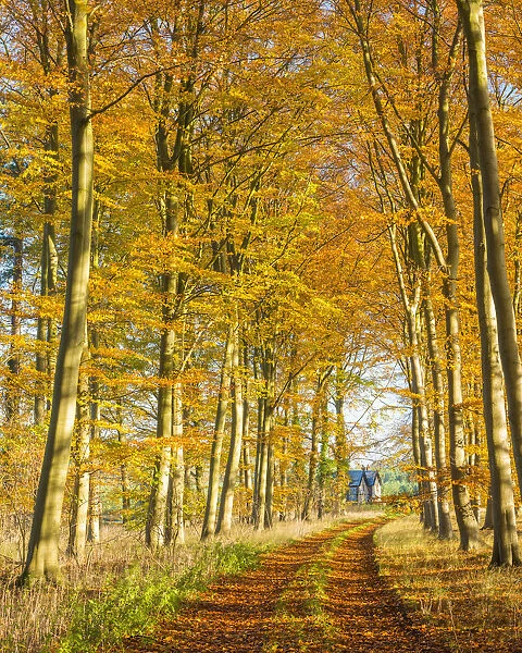 Country Lane Leading to Cottage in Autumn, Thetford Forest, Norfolk, England
