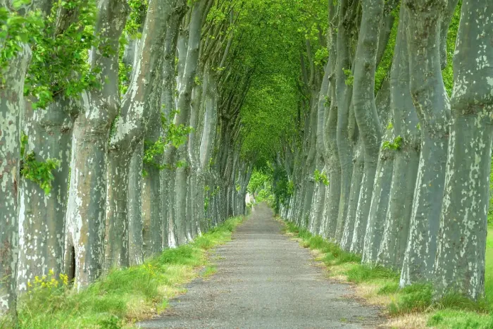 Framed Print : Country Lane Lined by Sycamore Trees, Aude, Occitanie, France Framed Print : Country Lane Lined by Sycamore Trees, Aude, Occitanie, France