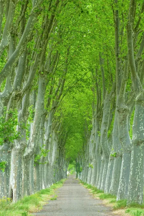 Framed Print : Country Lane Lined by Sycamore Trees, Aude, Occitanie, France Framed Print : Country Lane Lined by Sycamore Trees, Aude, Occitanie, France