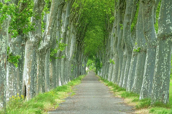 Country Lane Lined by Sycamore Trees, Aude, Occitanie, France