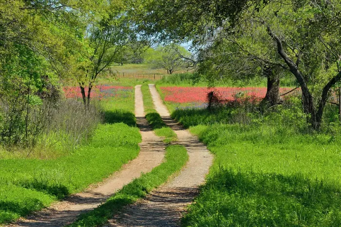 Framed Print : Country lane passing through wildflowers- paintbrush and bluebonnets, FM 476 near Poteet, Texas, USA