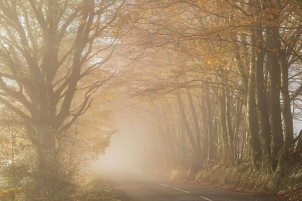 Country lane surrounded by colourful trees on a misty late autumn day, Wellington, Somerset, England. Autumn (December) 2022