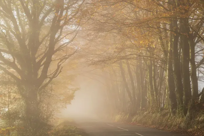 Framed Print : Country lane surrounded by colourful trees on a misty late autumn day, Wellington, Somerset, England. Autumn (December) 2022 Framed Print : Country lane surrounded by colourful trees on a misty late autumn day, Wellington, Somerset, England. Autumn (December) 2022
