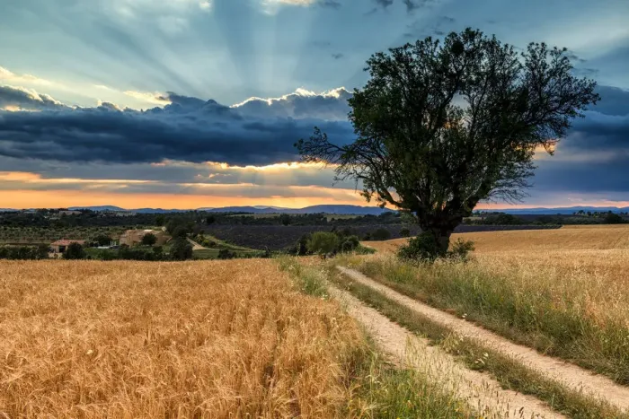 Framed Print : Country Lane & Tree, Valensole Plateau, Provence, France Framed Print : Country Lane & Tree, Valensole Plateau, Provence, France