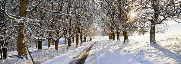 Country Lane in Winter, Melbury Deer Park, Dorset, England