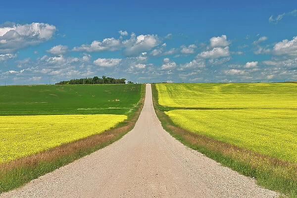 Country road and canola crop. Pembina Hills, Manitoba, Canada