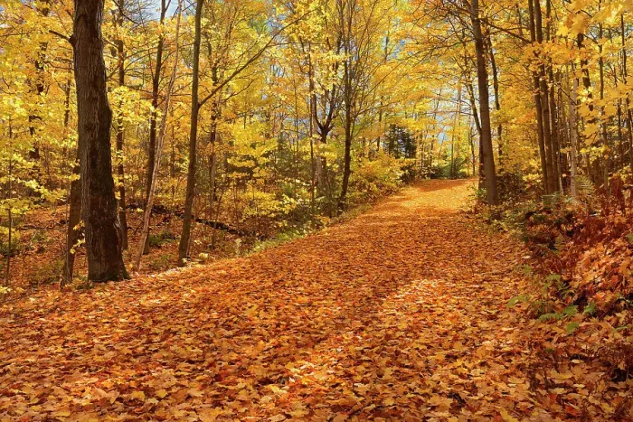 Framed Print : Country road covered with autumn leaves Fairbanks Provincial Park, Ontario, Canada Framed Print : Country road covered with autumn leaves Fairbanks Provincial Park, Ontario, Canada