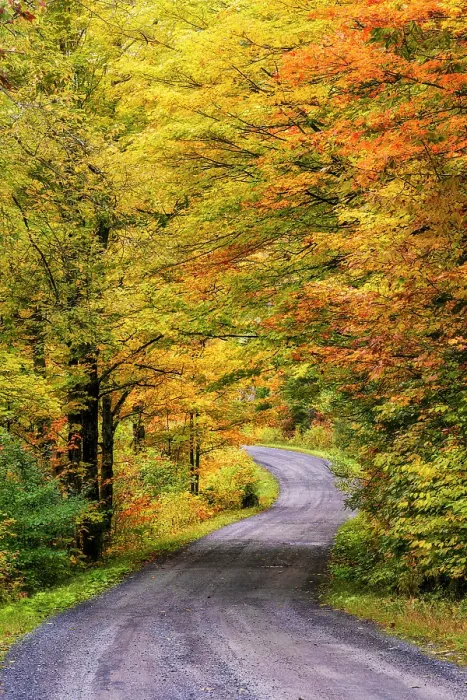 Framed Print : Country road with fall foliage, Northeast Kingdom, Sheffield, Vermont, USA