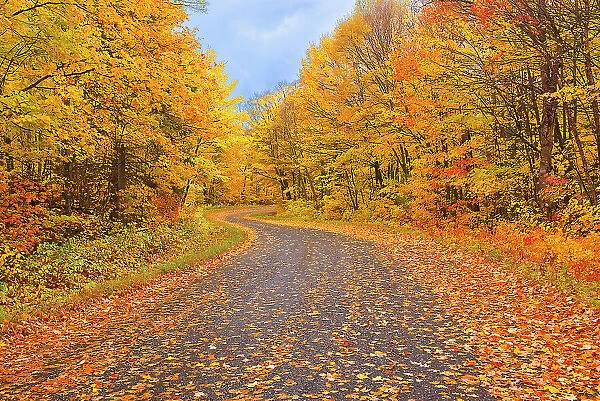 Country road with hardwood forest in autumn colors Goulais River, Ontario, Canada