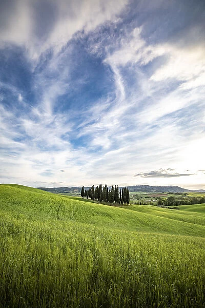 Countryside with hills and trees between Pienza and San Quirico d Orcia;Val d
