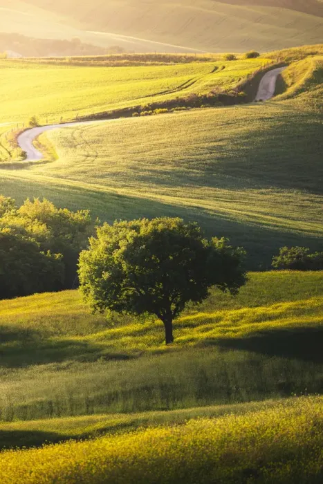 Framed Print : Countryside with hills and trees between Pienza and San Quirico d Orcia;Val d Framed Print : Countryside with hills and trees between Pienza and San Quirico d Orcia;Val d