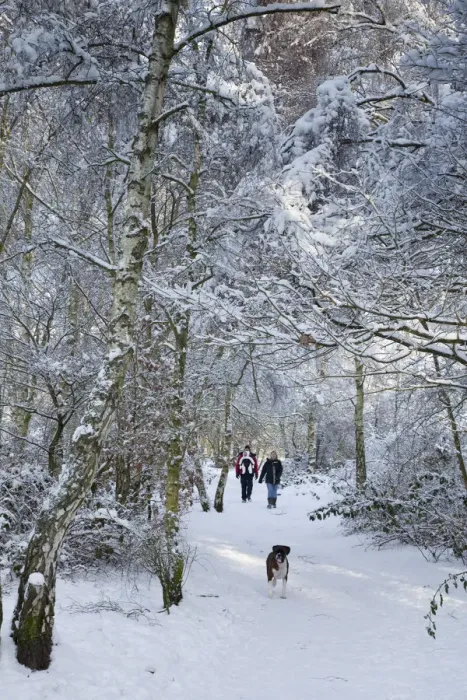 Framed Print : Couple with baby and dog walking in Forest in snow Framed Print : Couple with baby and dog walking in Forest in snow