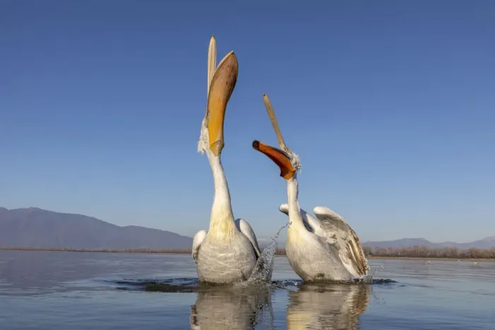 Framed Print : A couple of Dalmatian pelicans with their beaks open eat fish on lake Kerkini Framed Print : A couple of Dalmatian pelicans with their beaks open eat fish on lake Kerkini